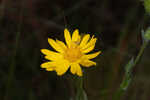 Cottony goldenaster